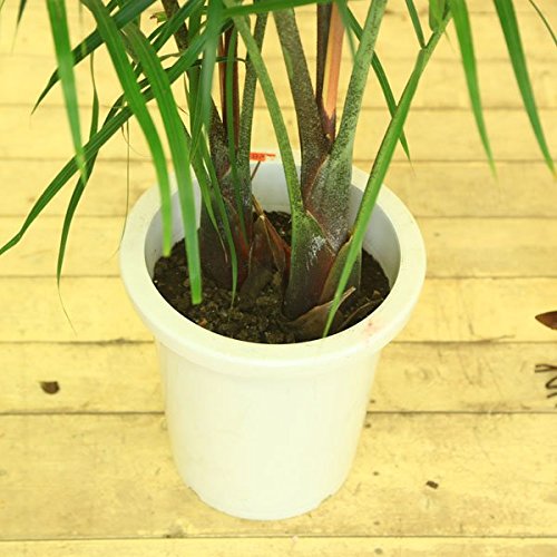 【現品】ミツヤヤシ　ミエミツヤシ（トライアングルパーム・三角ヤシ）　9号　あ７番 Amazon｜観葉植物：ミエミツヤシ2本入り*トライアングルパーム